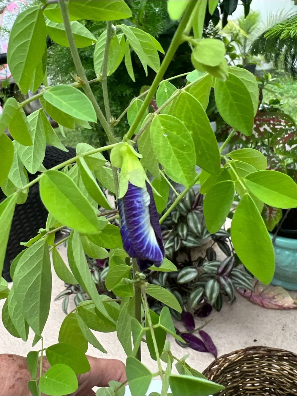 Purple Pea Tree Vine